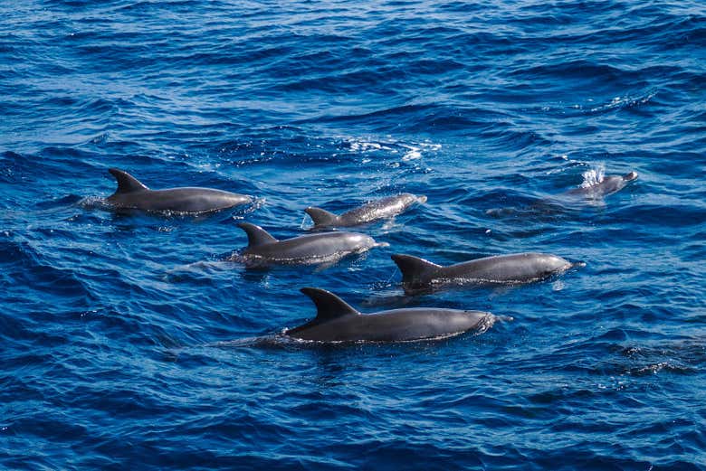Dauphins à la Mer Rouge